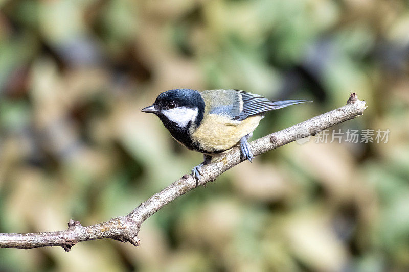 大山雀(Parus major)栖息在有复制空间的树枝上